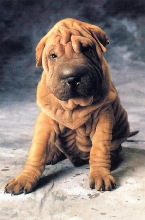 Shar pei